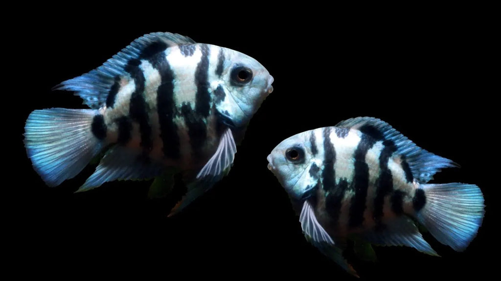 Polar Blue Parrot Cichlid