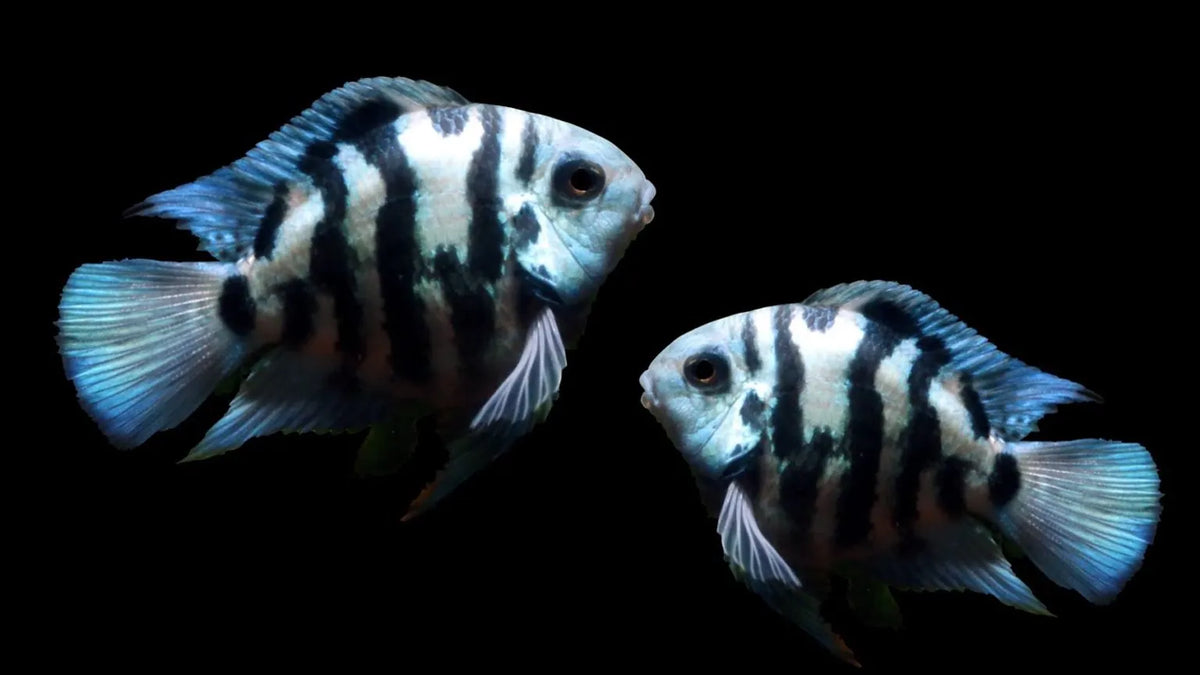 Polar Blue Parrot Cichlid