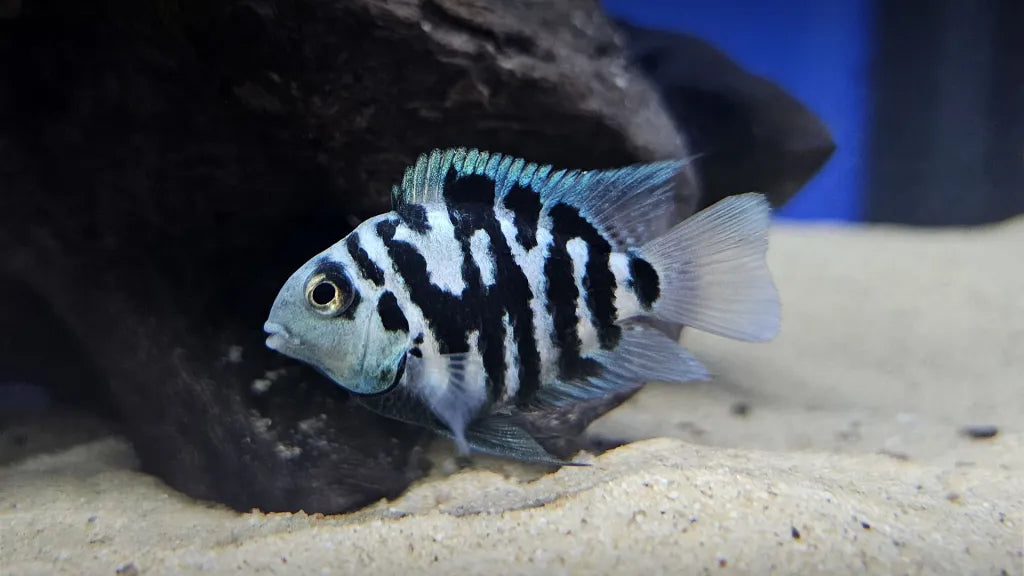 Polar Blue Parrot Cichlid