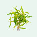 Polygonum sp. Paulo Green