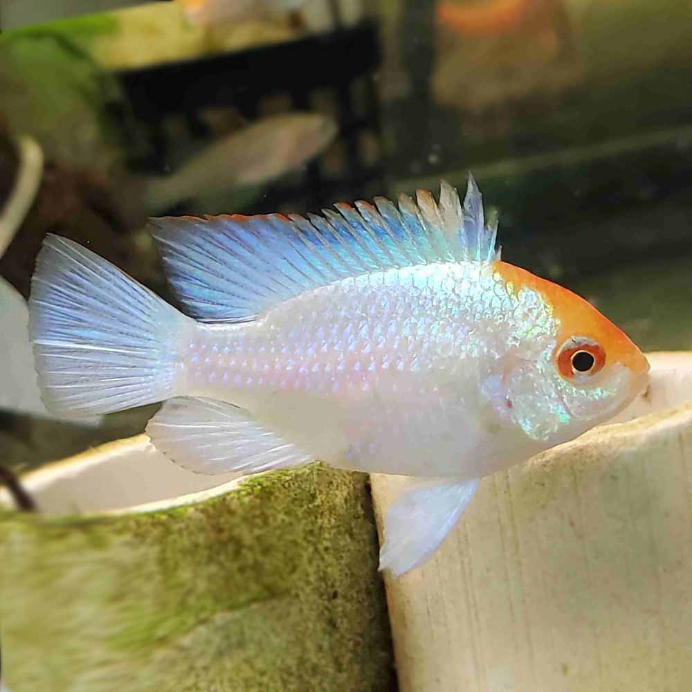 Powder Blue Ram Pairs (80% confirm sex identity)
