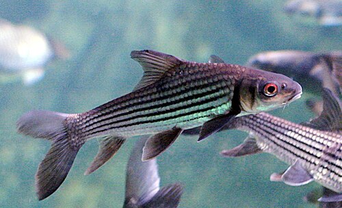 Jullien golden carp