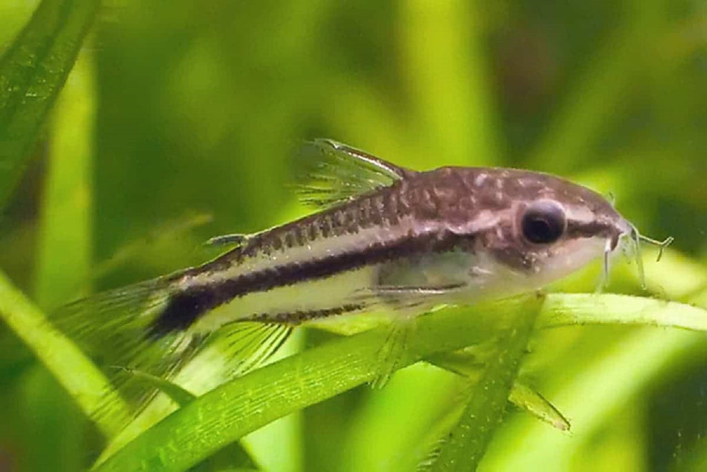 Pygmy Cory
