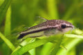 Pygmy Cory