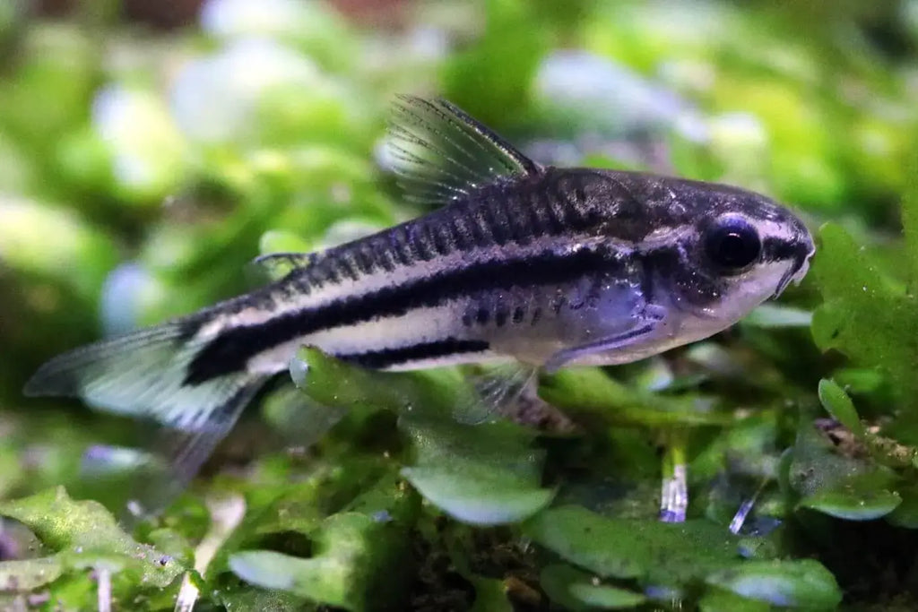 Pygmy cory