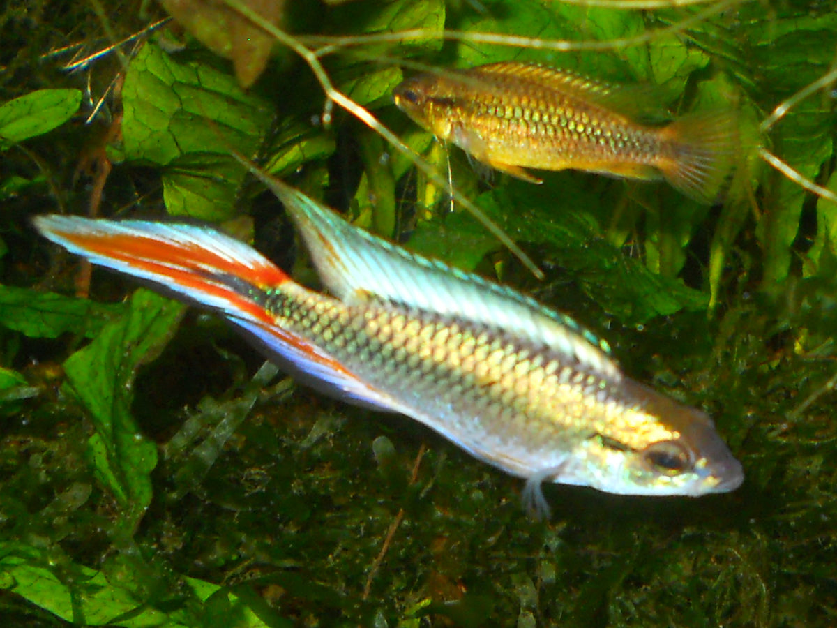 Phoenix Flame Apistogramma