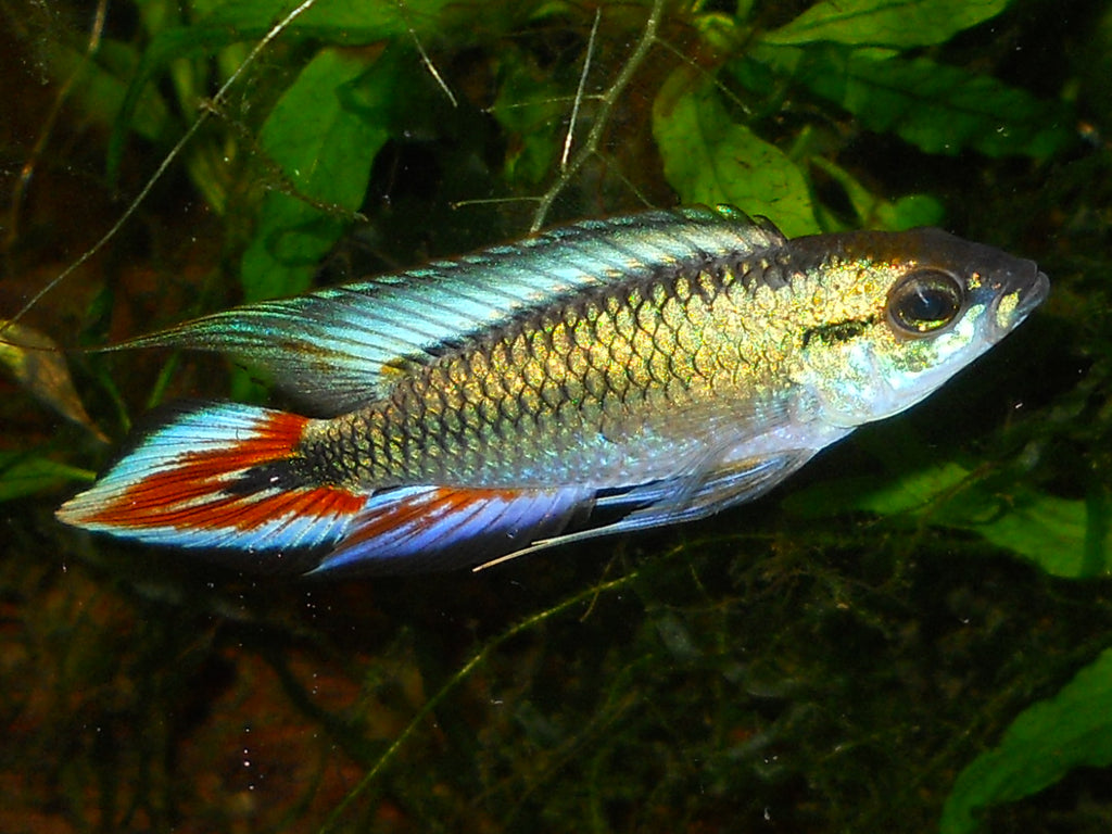 Apistogramma Agazzizi Blue Flame Pair (IMPORT F1)