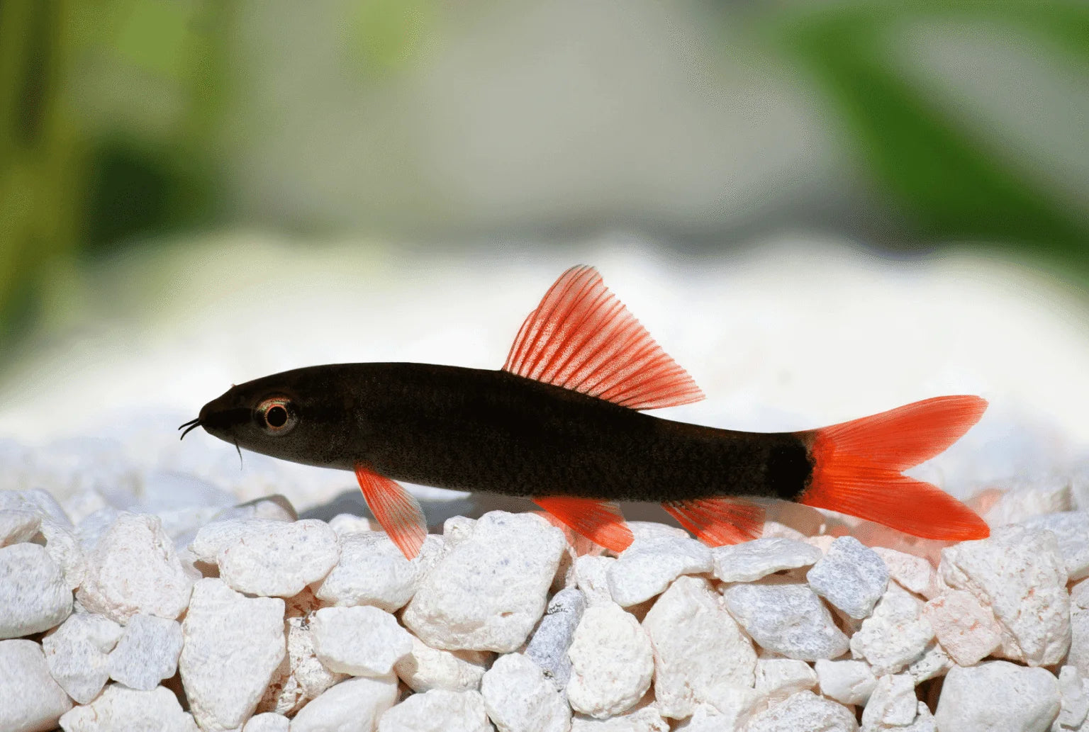 Black Rainbow Shark