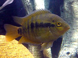 Rainbow Chichlid