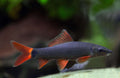 Black Rainbow Shark