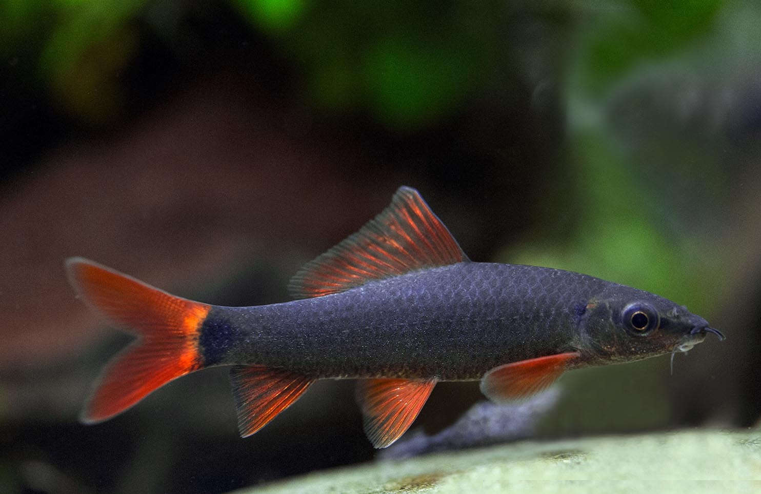 Black Rainbow Shark