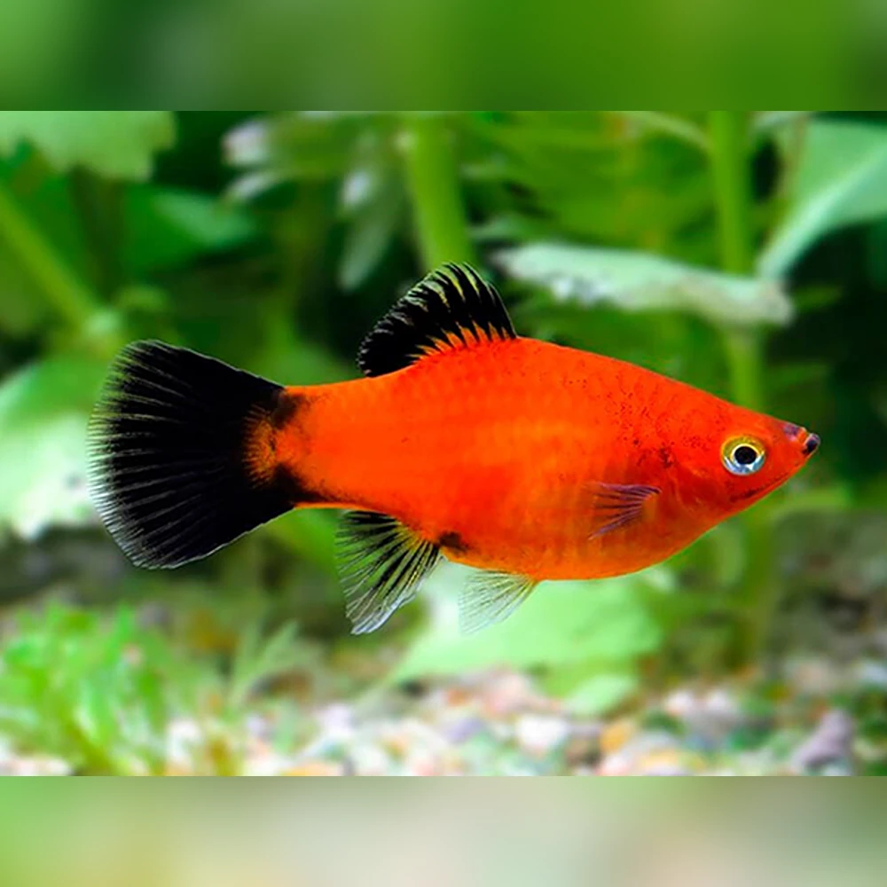 Red Wagtail Platy