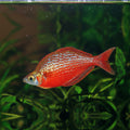 Red Rainbow