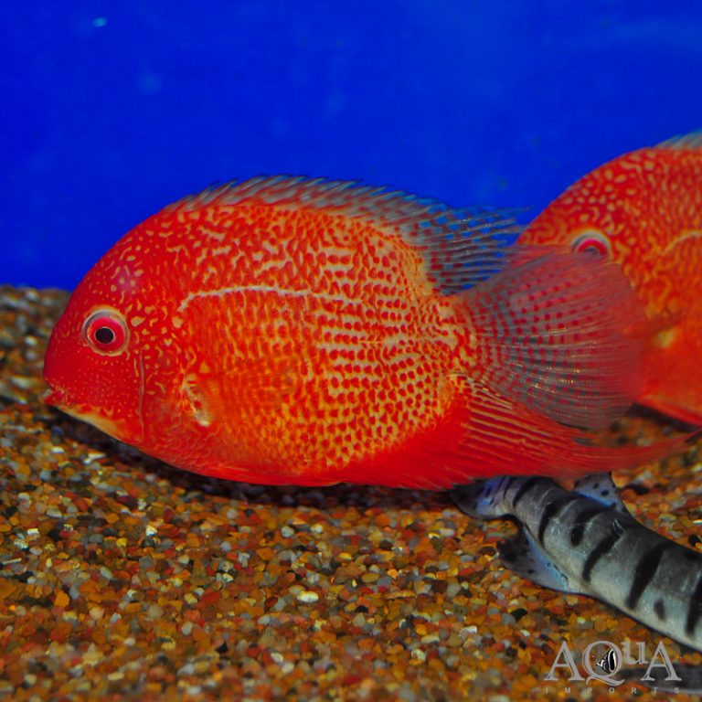 Red Spotted Severum