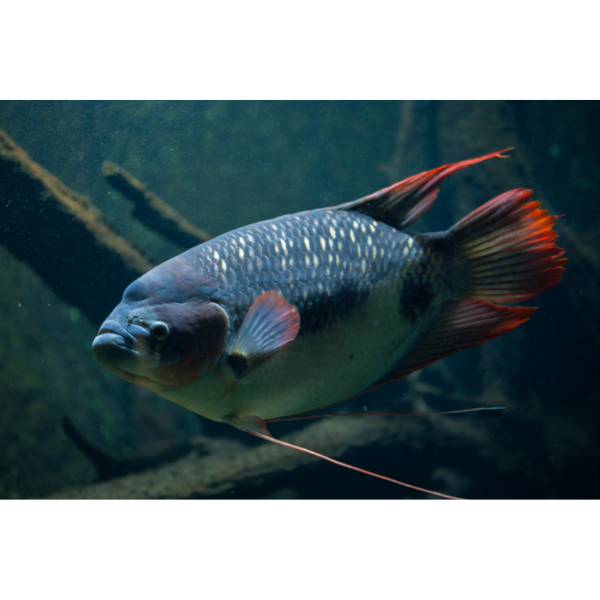 Red Tail Giant Gourami 12"–14"