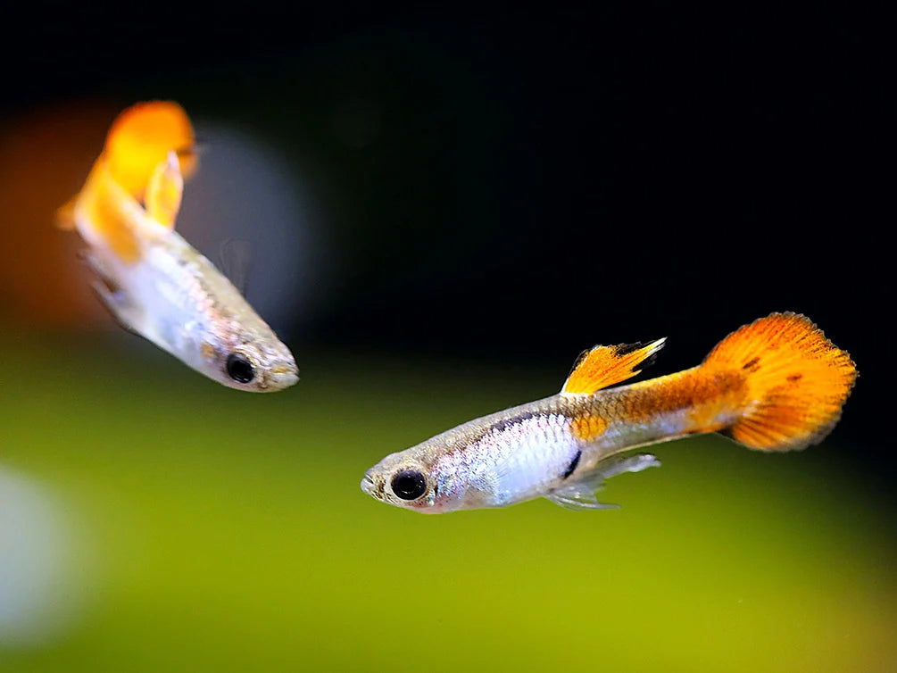 Silverado red tail guppy pair