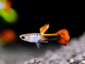 Silverado red tail guppy pair