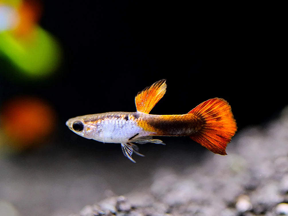 Silverado red tail guppy pair