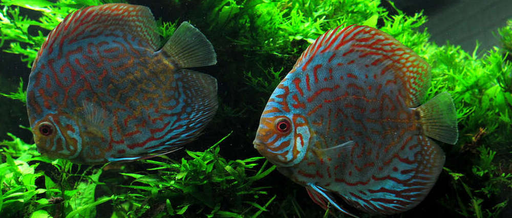 Red Turquoise Discus