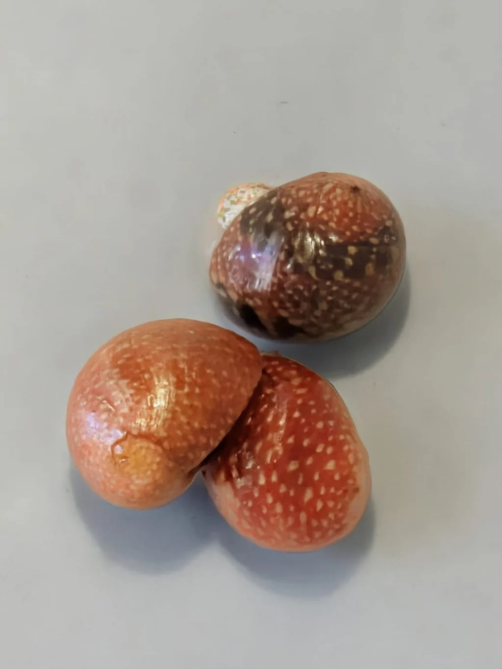Red Batik snail