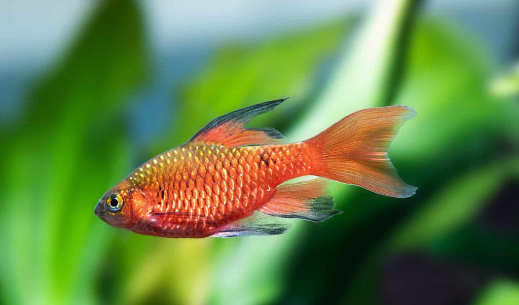 Rosy Barb