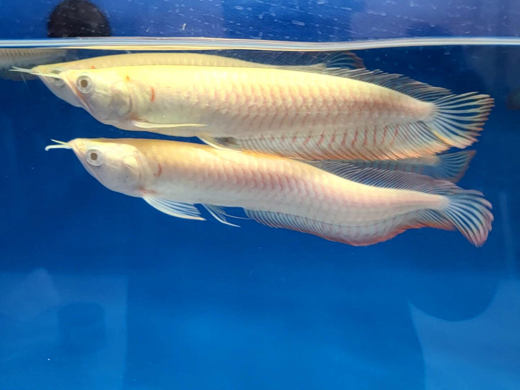 Sliver arowana