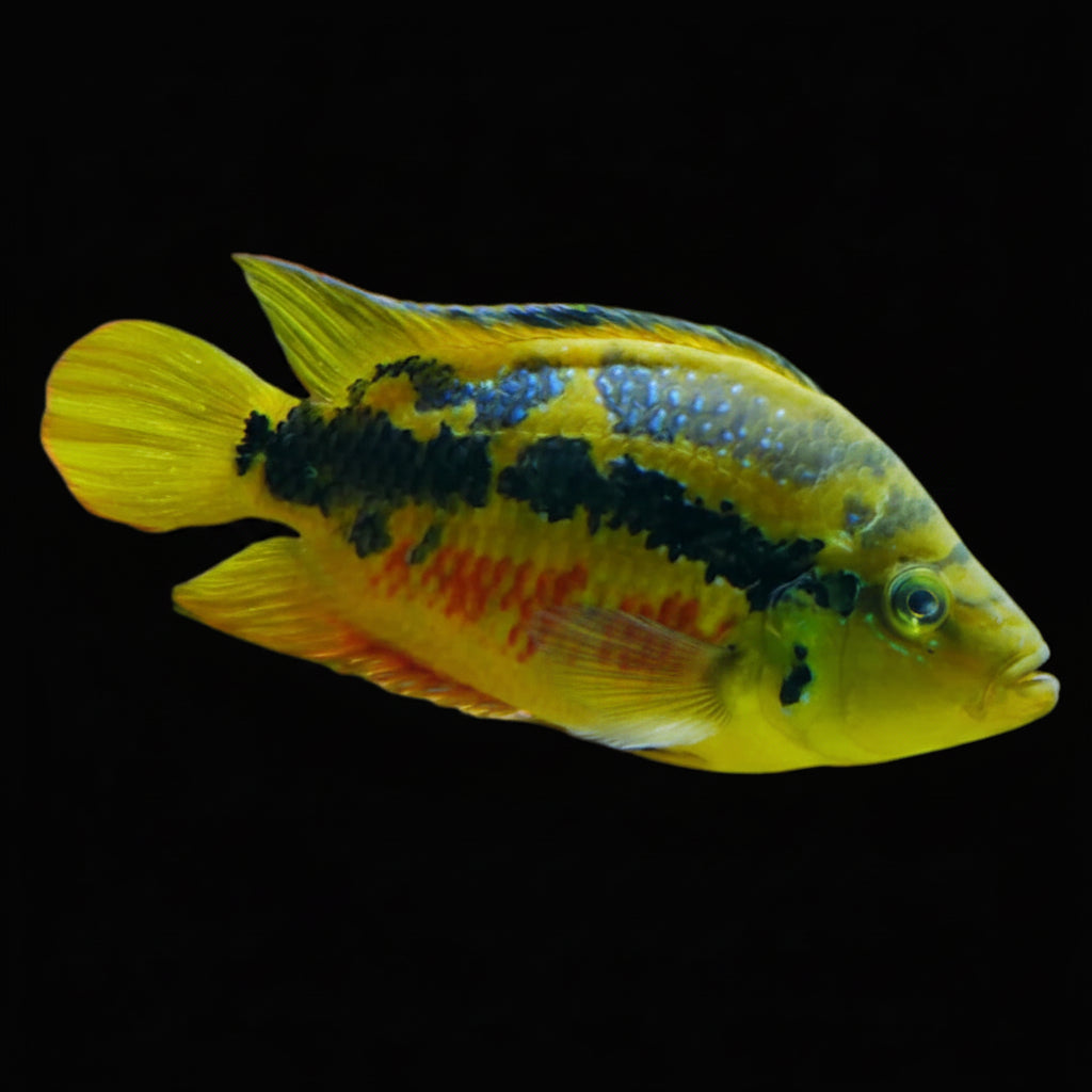 Salvin Cichild