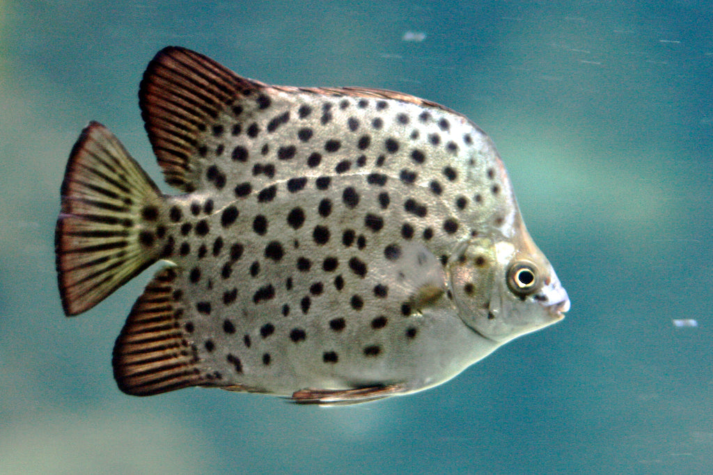 Scatophagus argus