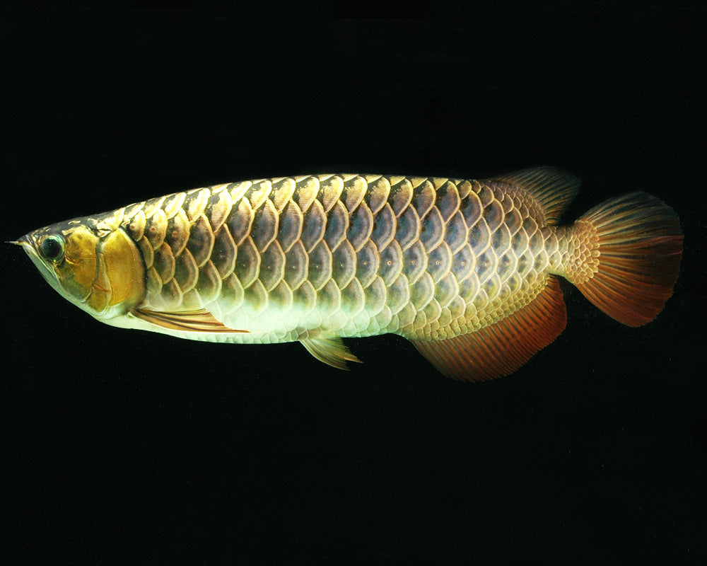 Golden Pearl Arowana