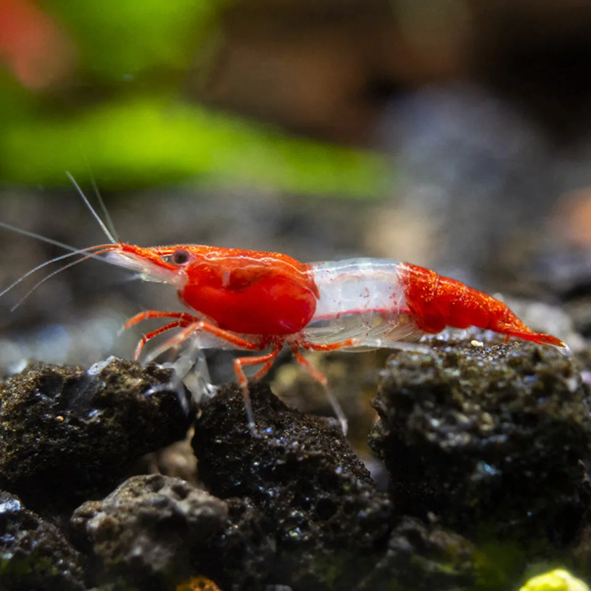Red Rilly Shrimp