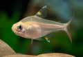 Albino X RAY Pristella