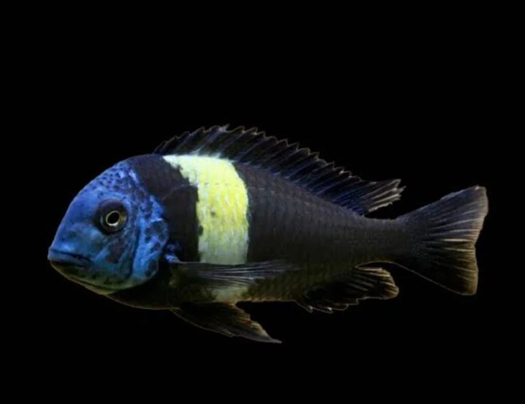 Duboisi yellow band