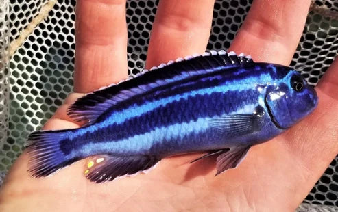 Blue Auratus Cichlid