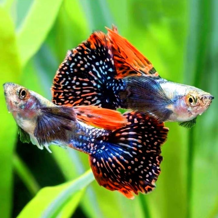 Mosaic Dumbo Ear Guppy Pair