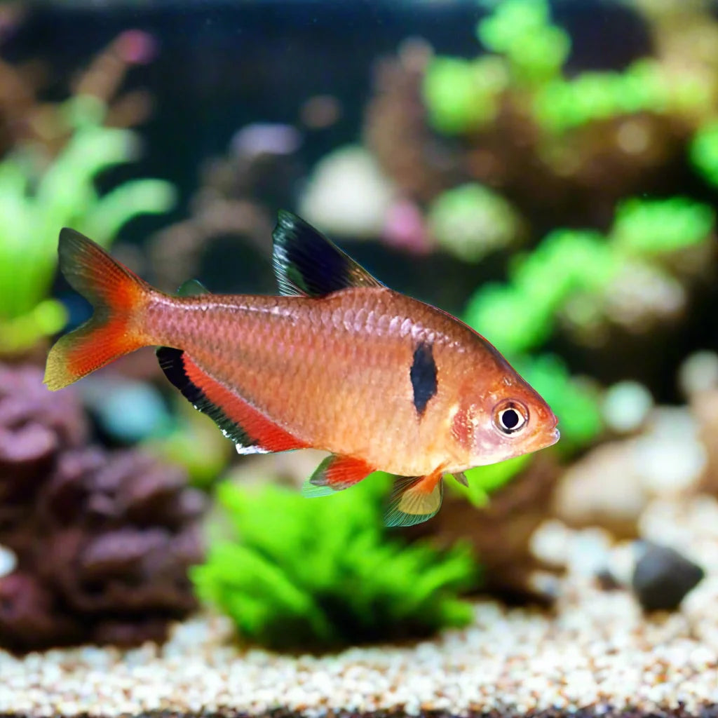 Serpae Tetra