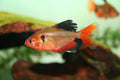 Surpae tetra
