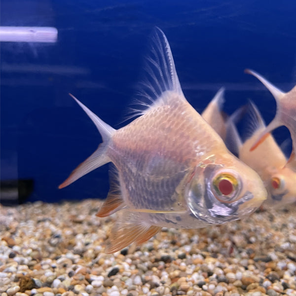 Silvery-white albino tinfoil