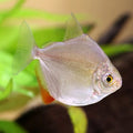 Sliver dollor