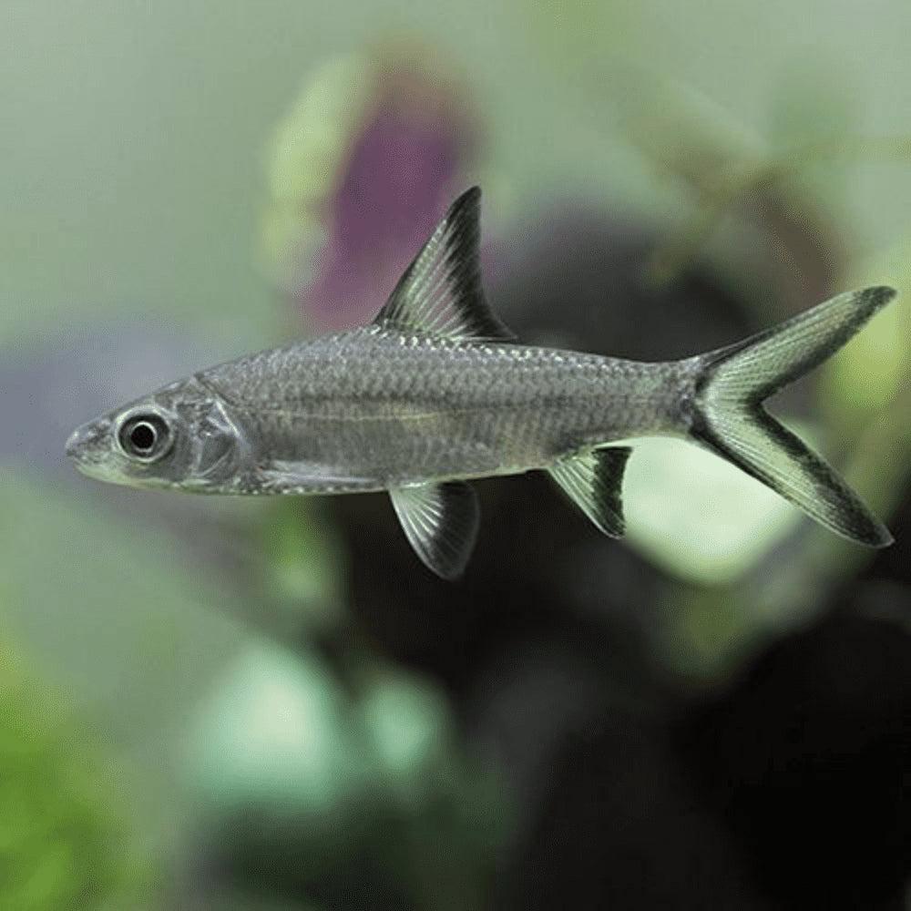 Silver shark