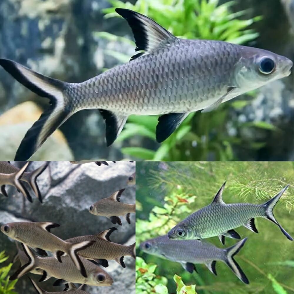 Sliver Shark