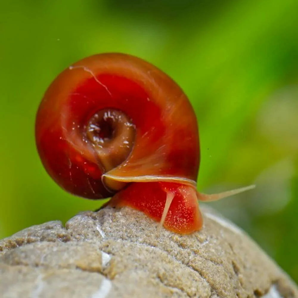 Red ramshorn snail