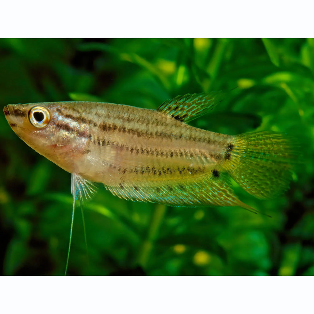 Sparkling Gourami