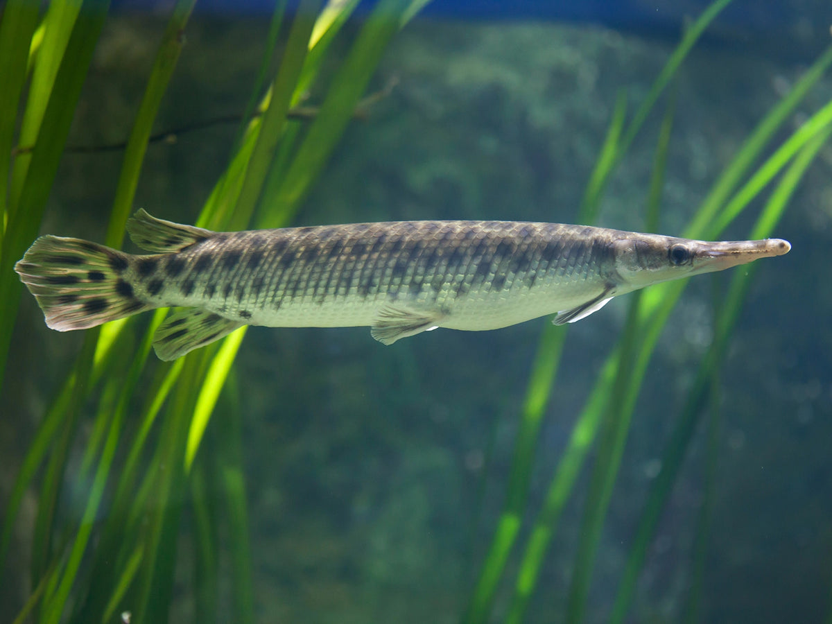 Spotted gar