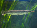 Spotted Gar