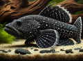 Starlight bristlenose pleco