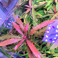 Staurogyne sp. Bihar
