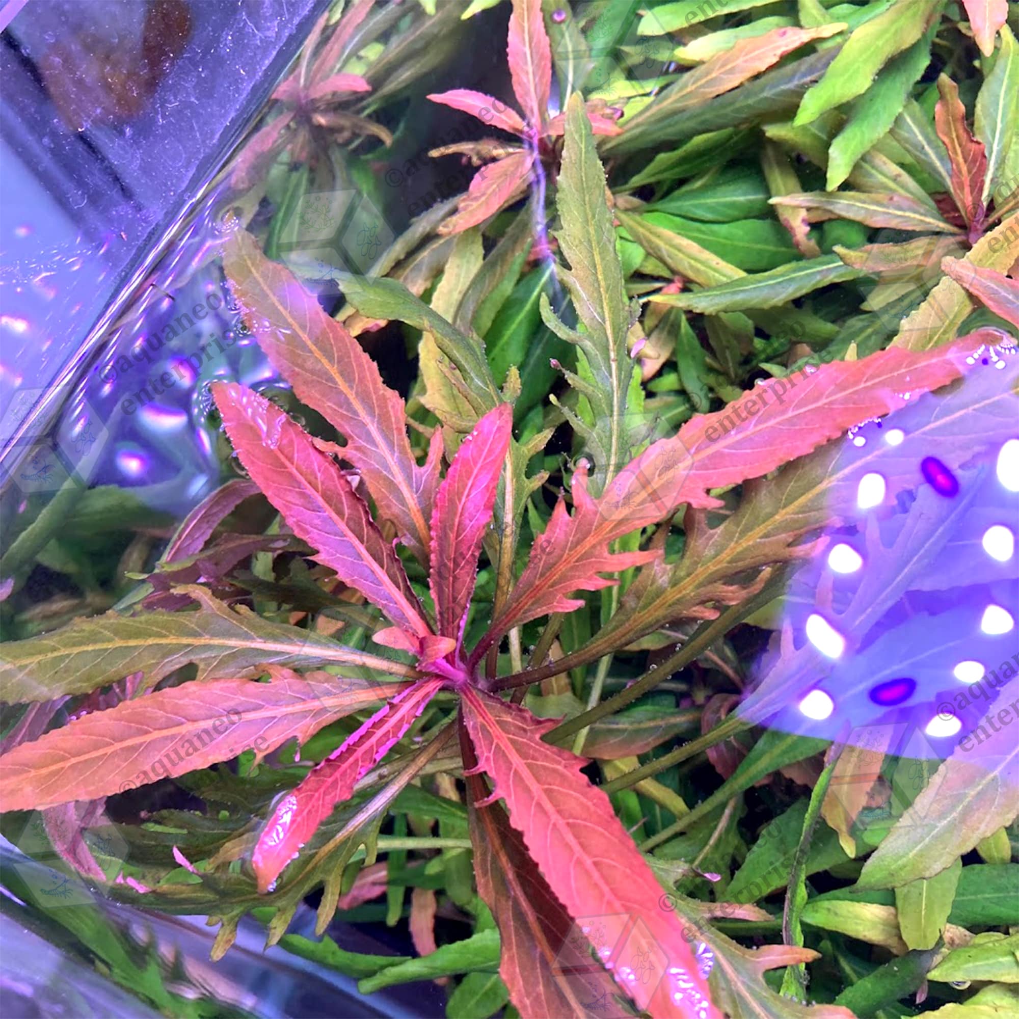 Staurogyne sp. Bihar