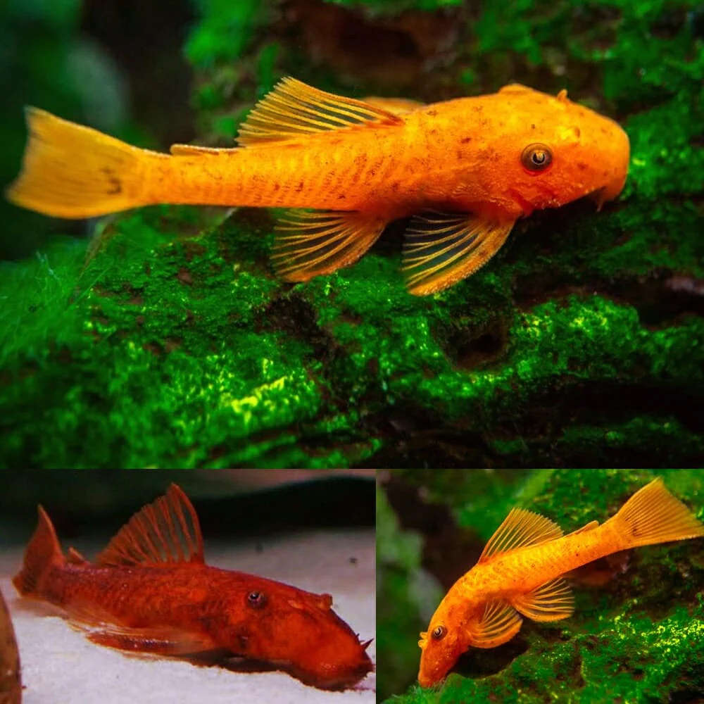 Super Red Calico Bristlenose Pleco (Ancistrus sp.), Locally-Bred