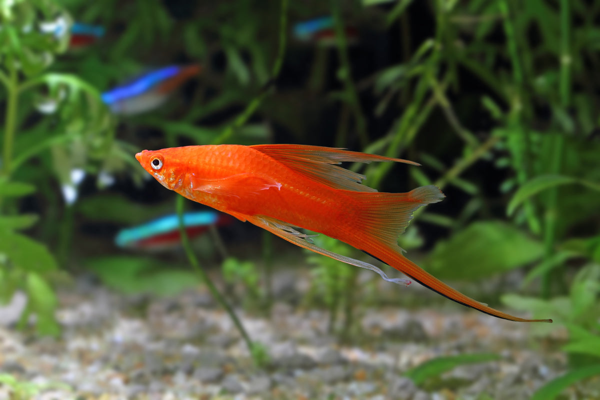 Swordtail