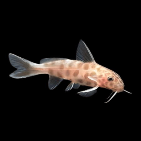 Synodontis Petricola Pink